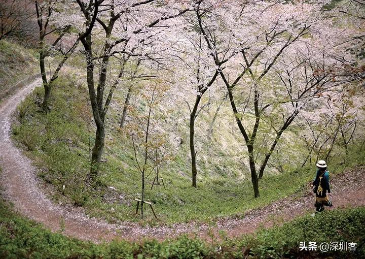 安藤忠雄的青苹果里，藏着湾区的“桃花源”