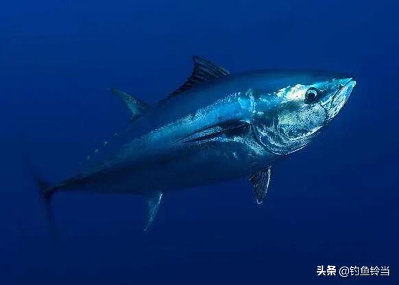 农民钓到一条价值几万的鱼,钓到一条鱼值好几万
