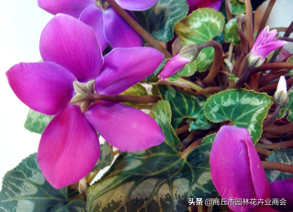 仙客来烂根的处理视频,仙客来种球烂根后怎么重新栽种