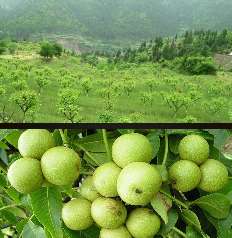 奇香月饼怎么样,合浦县白沙镇奇香月饼