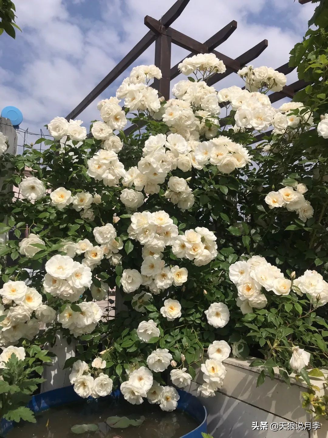 多久可以打造出一面月季花墙,月季花墙怎么养成