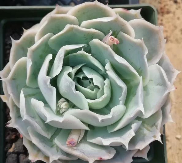 多肉养出状态来有多美?这102种多肉控养上色之后美呆了