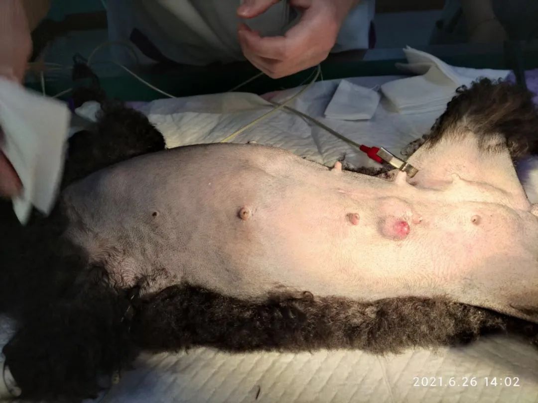 猫咪到底为什么绝育后还会发情呢?