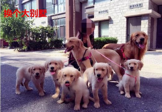 家里养7只金毛,家里养了10年的狗狗卖掉了