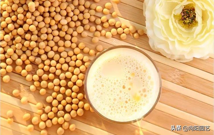 绿萝吃水很厉害,绿萝长得太快了