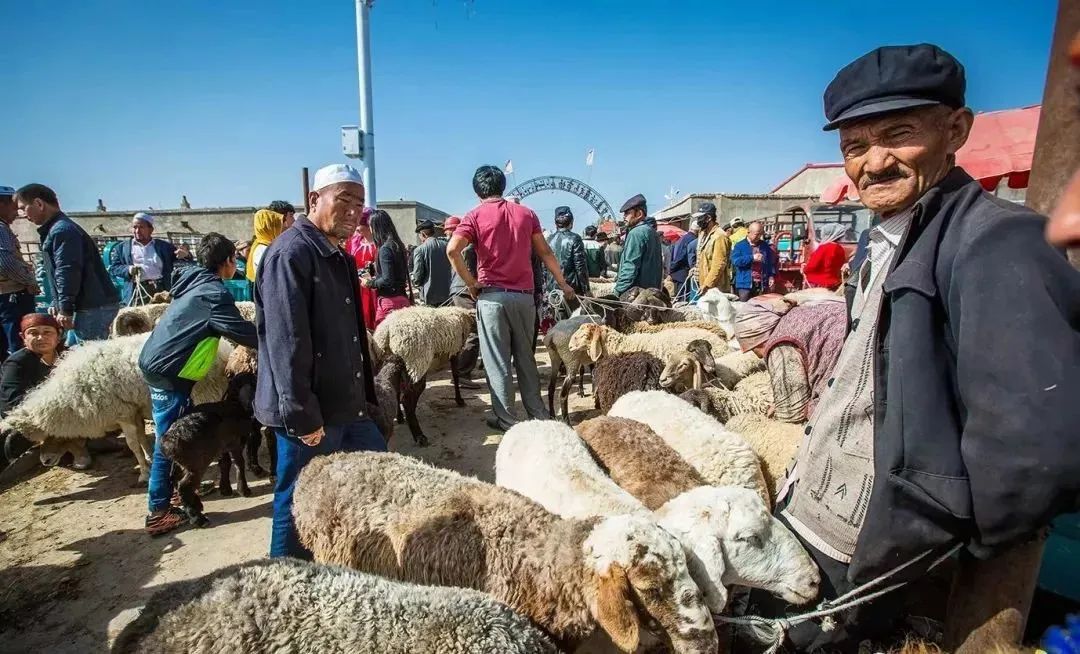 青海羊肉和宁夏滩羊哪个好,青海新疆内蒙哪里羊肉最好