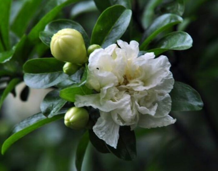 盆栽石榴树什么品种是甜的,石榴树带果实能用水培繁殖