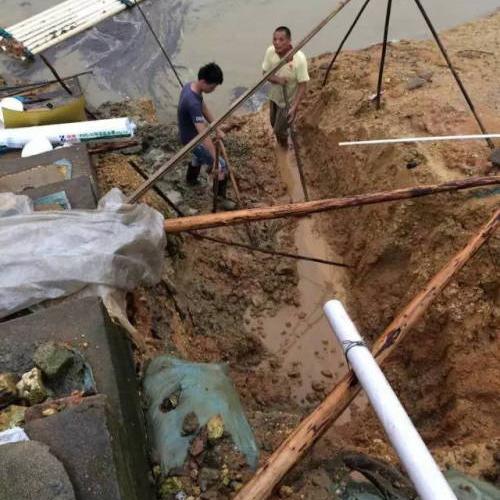 池塘水体净化,池塘净化鱼类