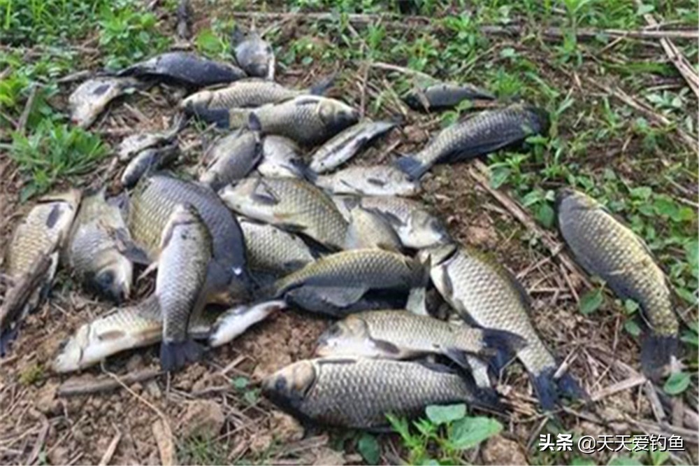 钓鱼蘸饵哪种最好,蘸饵方法