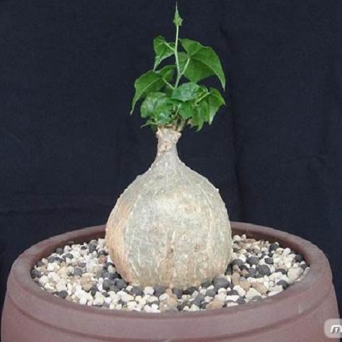 十大最贵的多肉植物排名,世界十大最贵的多肉植物排名