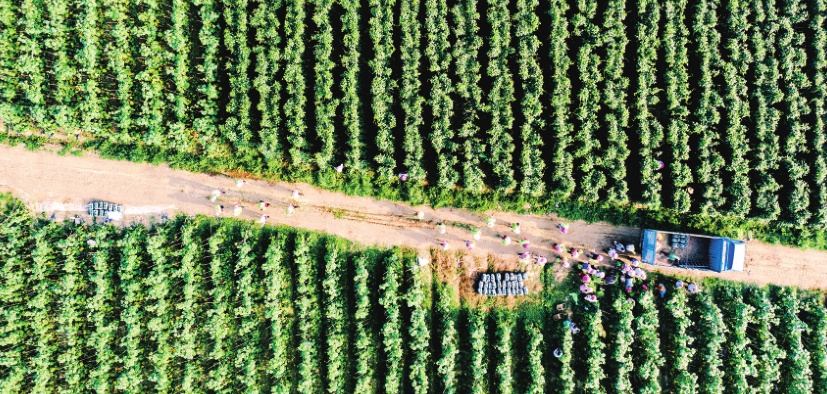 抱团发展合作共赢,农业合作社联动发展方案