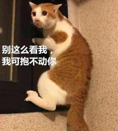 猫咪的十大坏习惯,猫咪十大常见病和预防方法