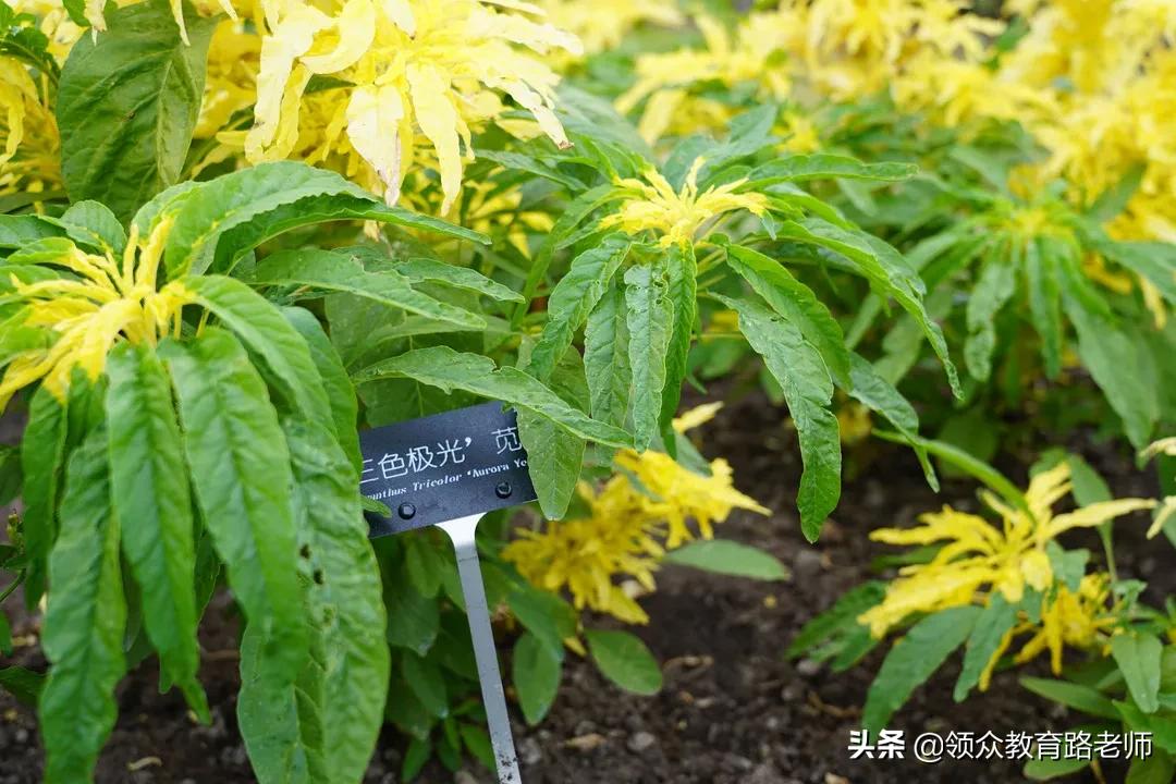 为了写文章我吃了霉苋菜梗,打算申请个工伤