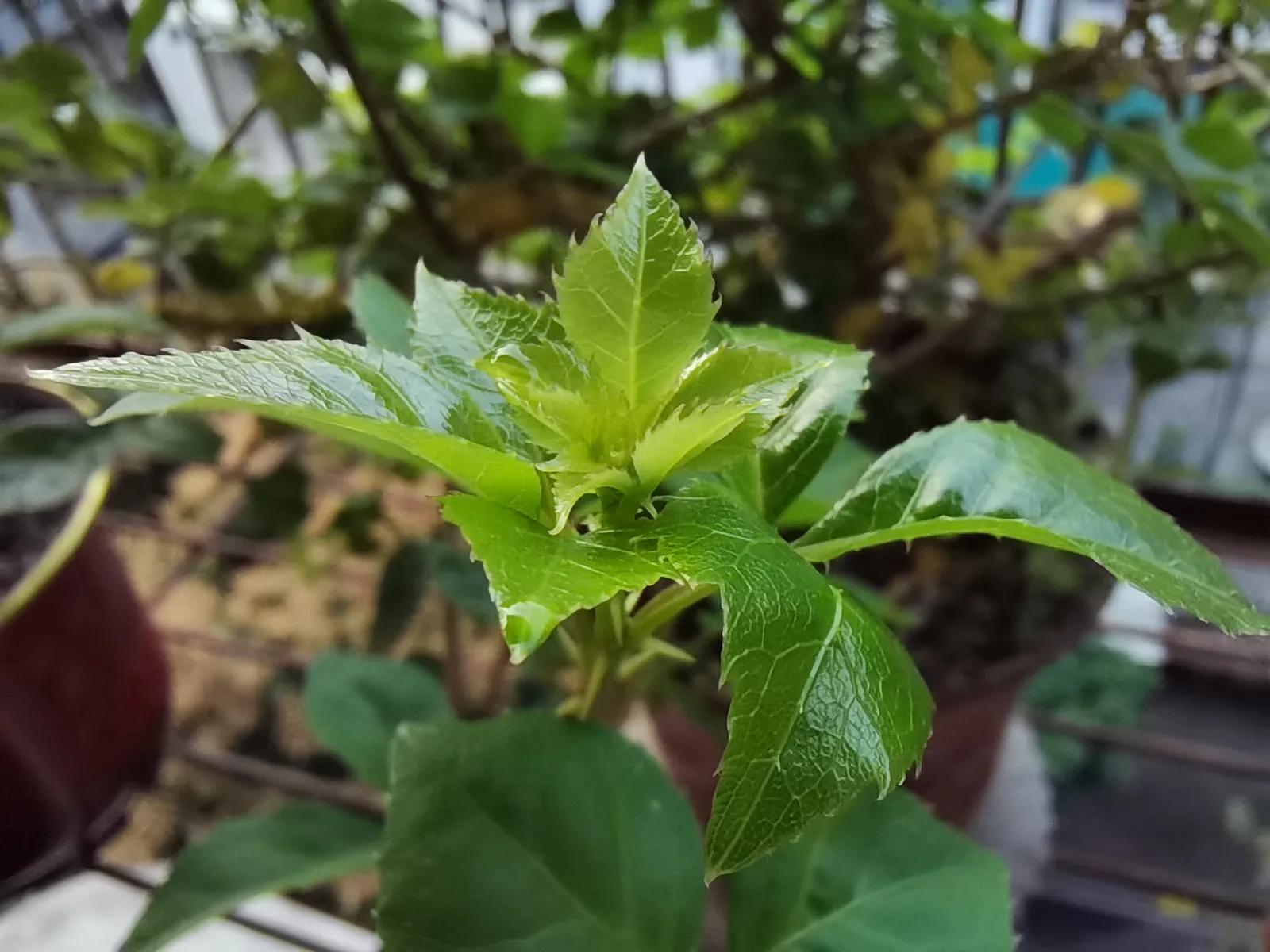 苦刺心的功效与作用图片,潮汕苦刺心的功效及作用