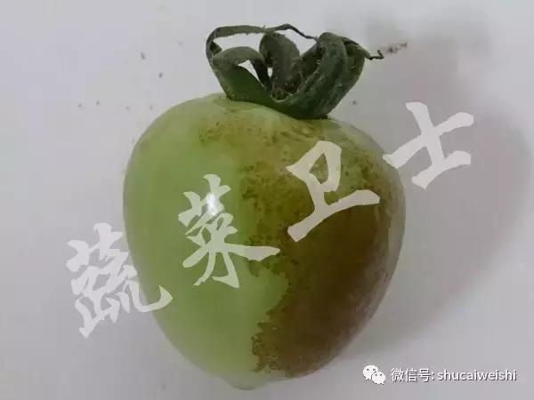 番茄花脸用啥治疗最快,番茄花脸果怎么形成的