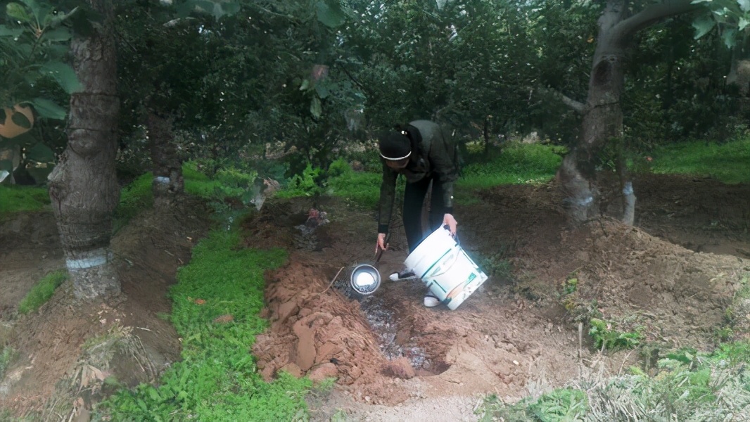 苹果树严重花叶病怎么办,苹果树落叶病怎么治