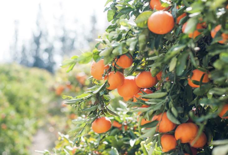 五榖梁品|你好丹阳古镇