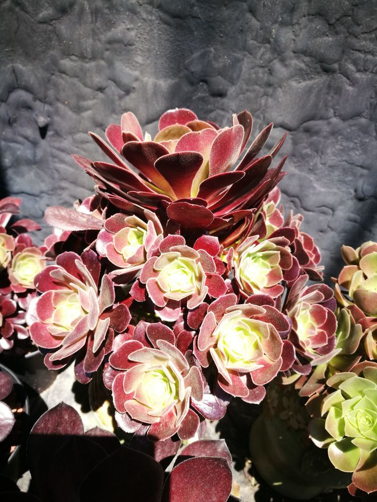 误打误撞的多肉情缘,带我走进多肉小世界!