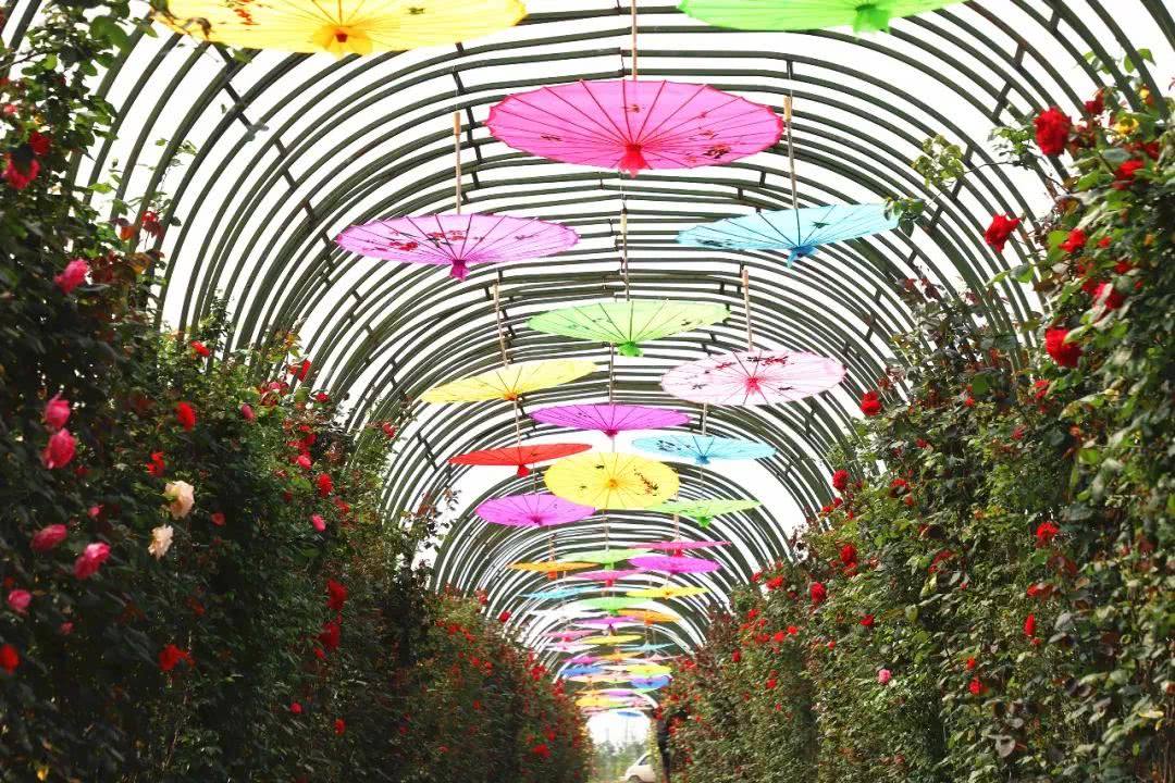 台州蔷薇花海,台州花木城花海