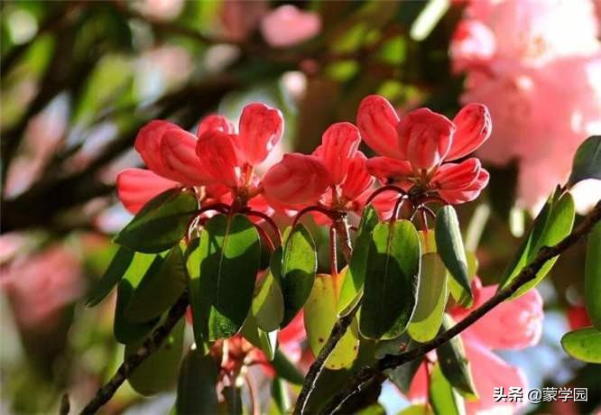 120句诗词话五月繁花似锦生机盎然,五月繁花似锦绿树成荫生机盎然