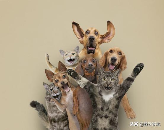 猫狗咬伤急救常识视频,东莞猫狗咬伤观察法