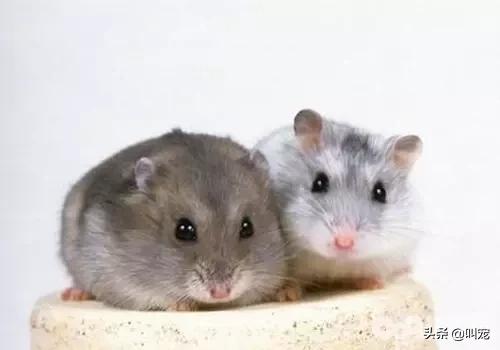 仓鼠各种器官特征,仓鼠身体的全部器官