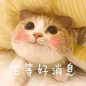 猪肉年前价格如何,最新吉安猪肉市场价格变化表