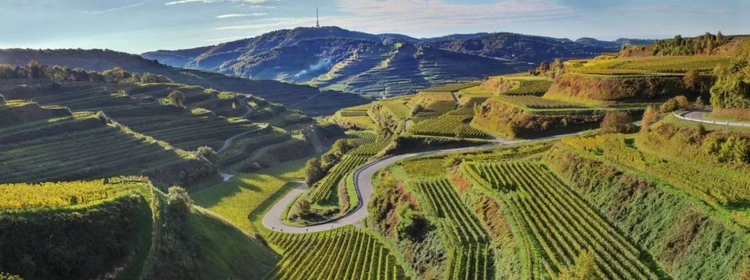 德国葡萄酒酿造技术,德国入门啤酒