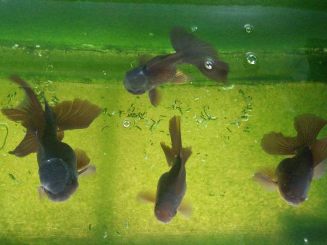 硝化细菌能在32度水温里存活吗,鱼缸水质怎么快速培养硝化细菌