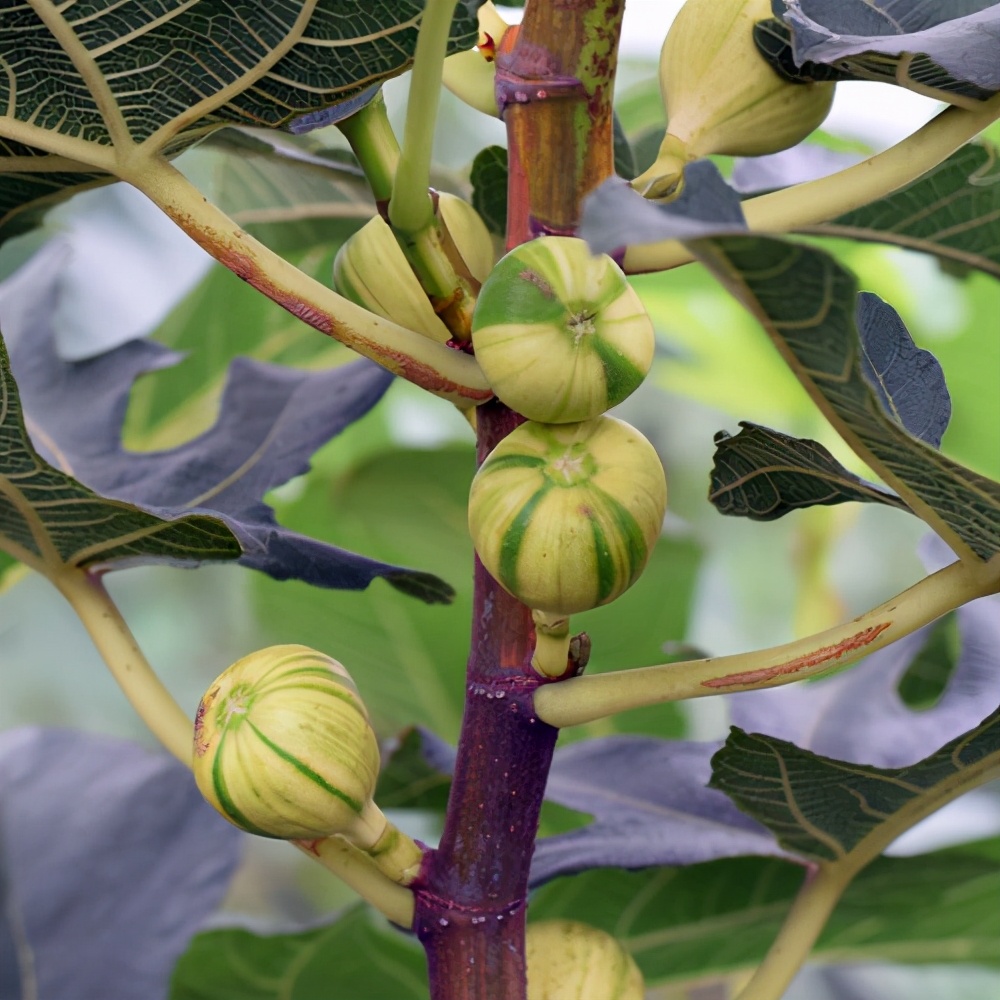 无花果软糯香甜品牌,哪个品种的无花果又大又糯甜