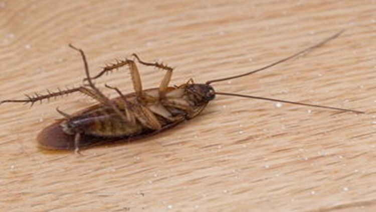 小区灭虫推荐,居家灭虫神器