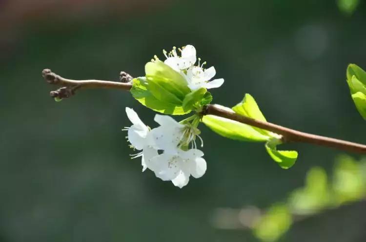 儿童春季咳嗽有痰最快解决方法,春季过敏咳嗽怎么办最有效的方法