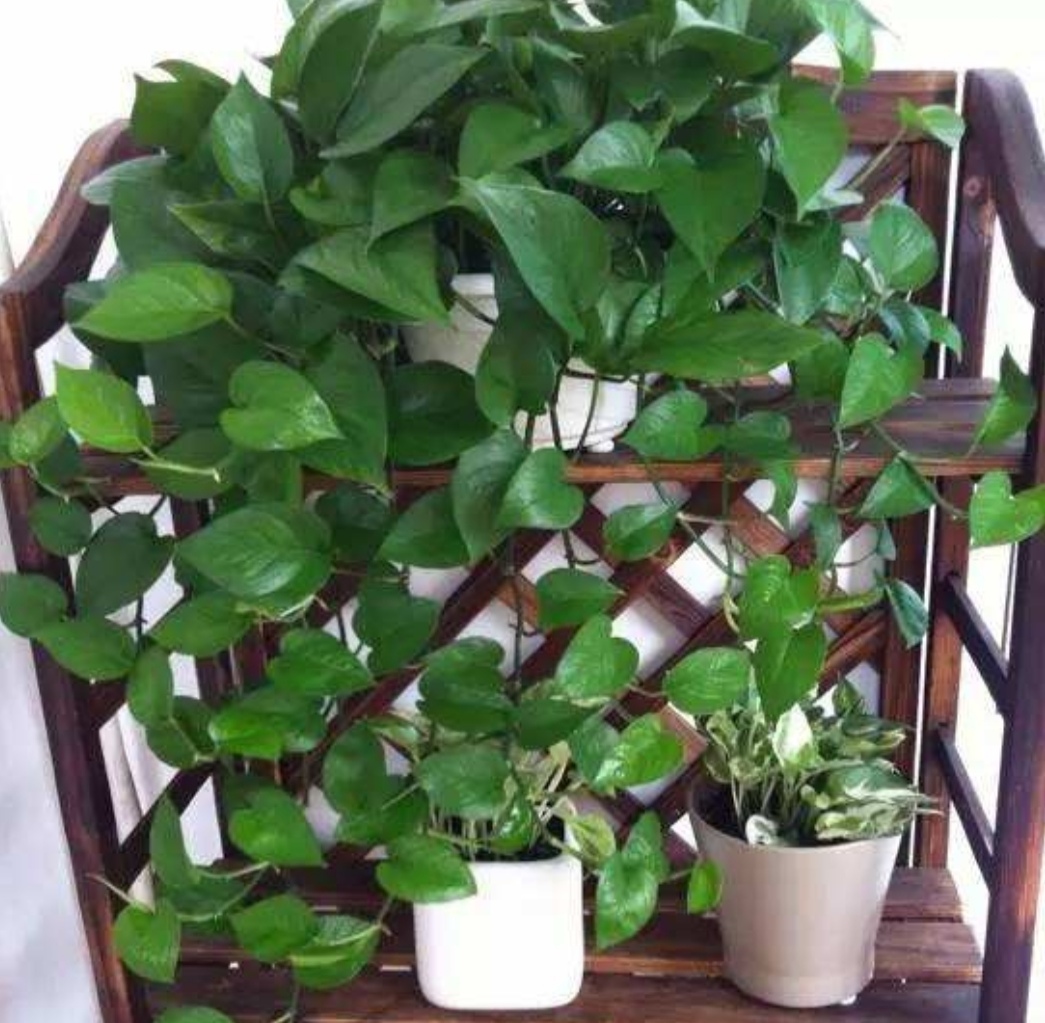 夏天闷热花卉怎么降温,夏天家里的花卉如何养护