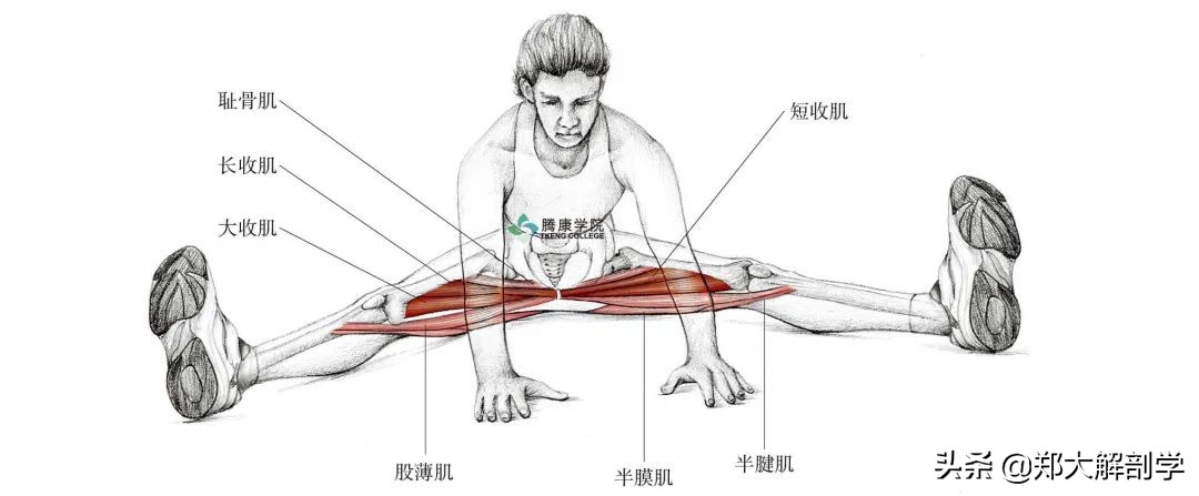 老年人蹲马步的正确方法,老年人膝盖疼蹲不下去怎么锻炼