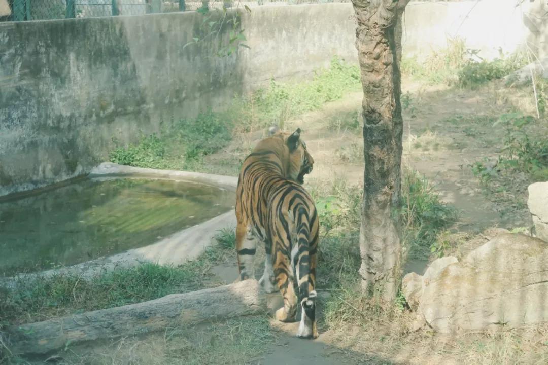 在动物园散步才是正经事|暴走福州