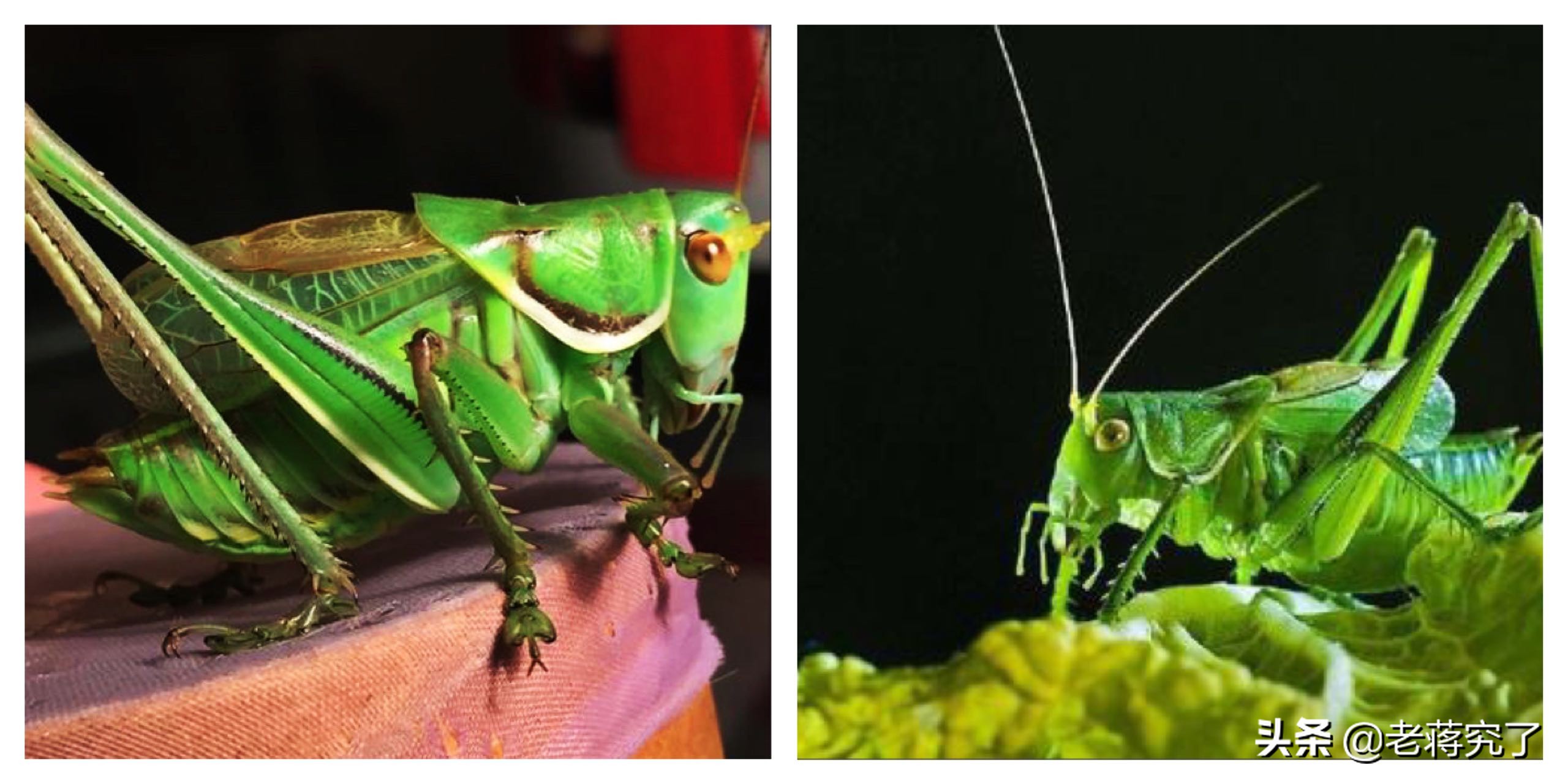 大量新鲜虫草上市,大批冬蝈蝈上市你会挑选吗