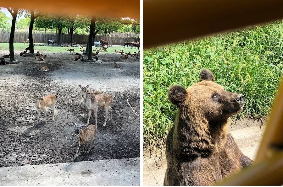 上海动物园打卡攻略,上海野生动物园的旅游路线示意图
