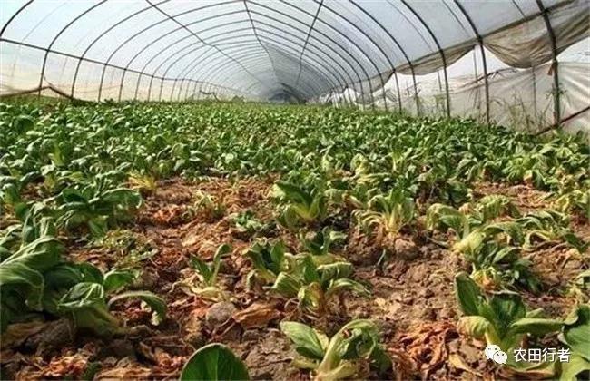 鸡粪不发酵直接上地里的危害,没发酵的鸡粪有什么危害