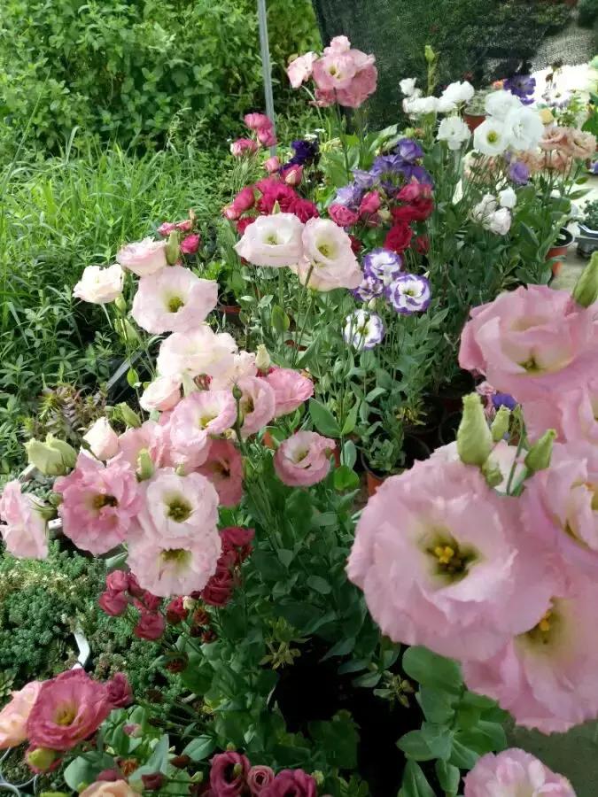 好书推荐快来领取你的宝藏书单,100种百花图谱大全