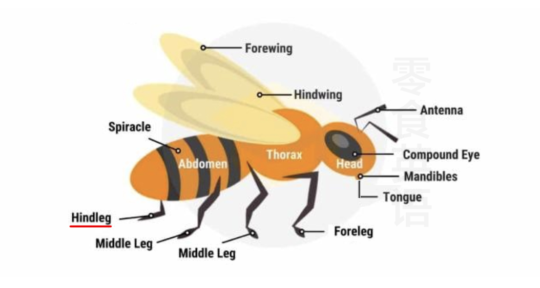 蜜蜂身体部位的英文,蜜蜂的各个部位名称
