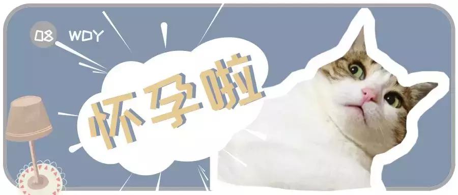 猫咪怀孕准备的东西全套,猫咪怀孕准备要生了有什么症状