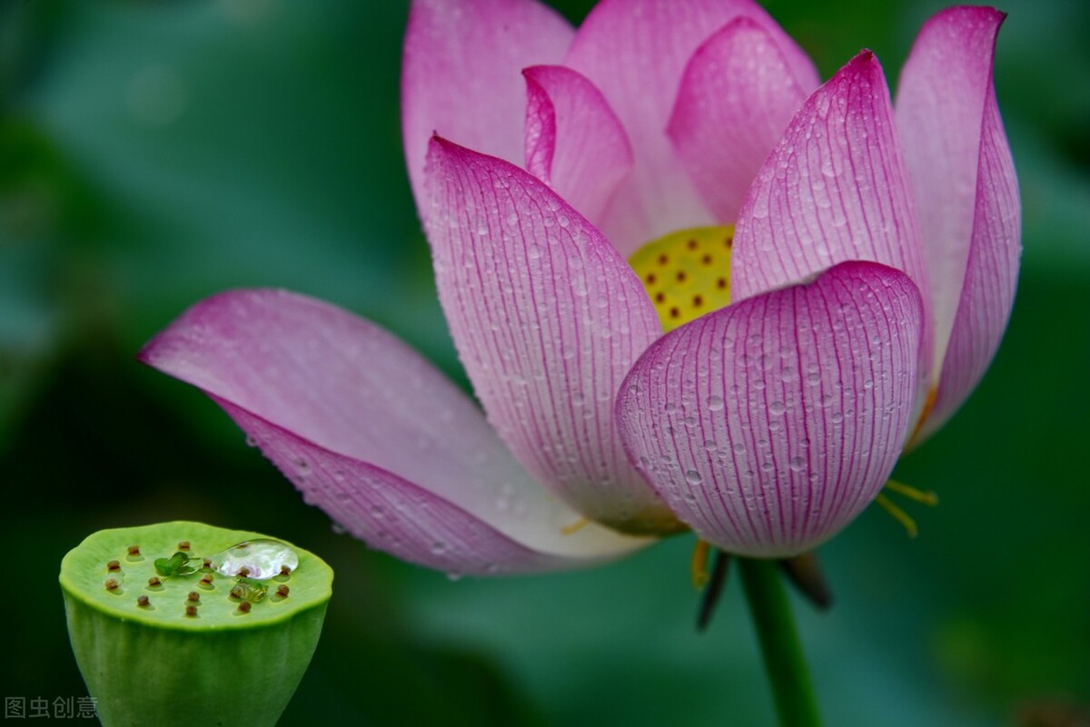 九年级语文期中考试作文,九年级语文期中考试古诗