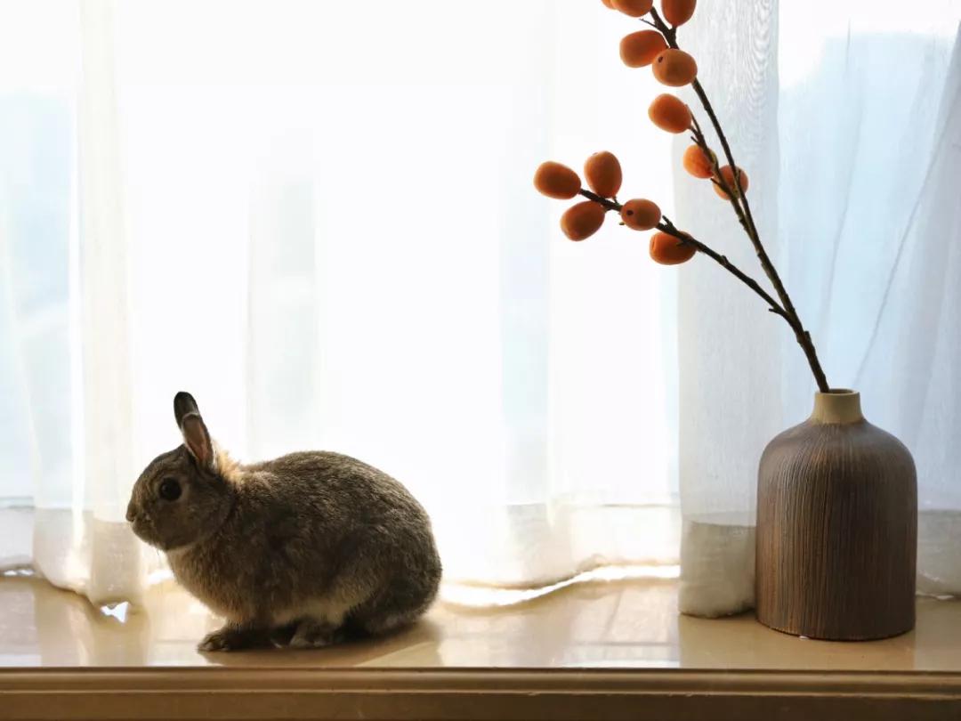 北京有没有撸猫的地方,福州撸兔兔的店