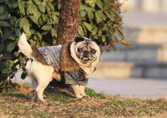 巴哥犬为什么越来越少人养了,巴哥犬为什么不建议养一对呢