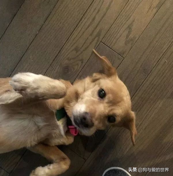 鏅氫笂瀹堕噷杩涗簡涓嶆槑鐢熺墿,鐢峰瓙鍗婂鍥炲閬囦笂涓嶆槑鐢熺墿