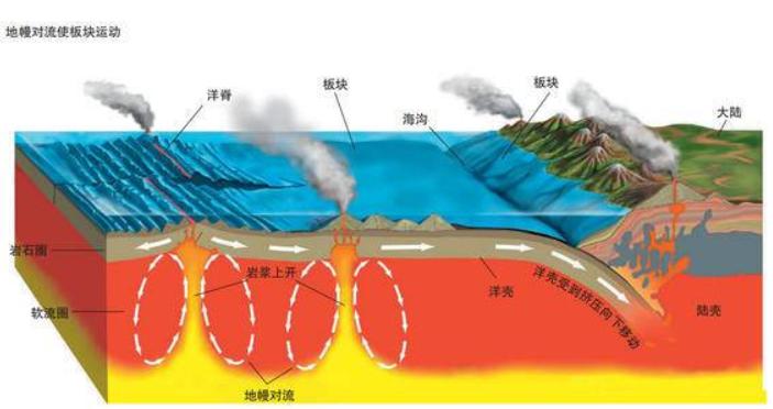 日本海滩惊现大量乌贼尸体,日本海岸线发现巨型乌贼