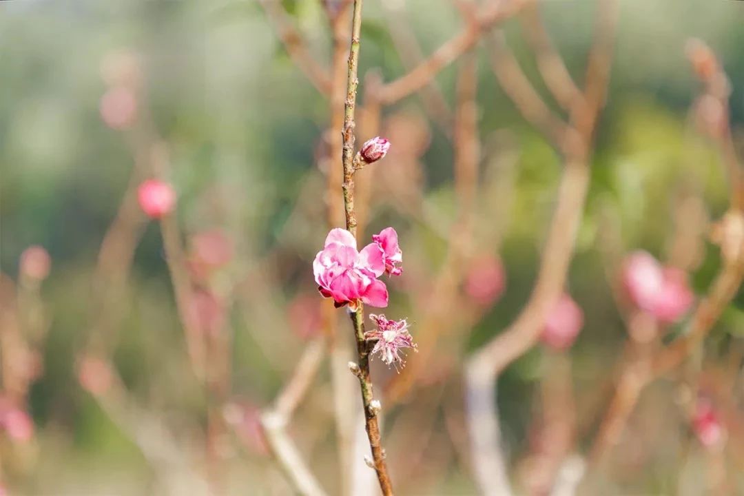 去深圳免费游玩的10个地方,深圳免费游玩景点推荐