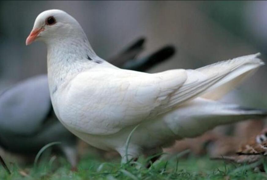 鸽子是放血杀好还是淹死好,为什么很多老人说杀鸽子要用水
