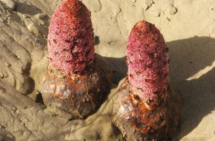 中药锁阳治什么病,中药古今研究羌活