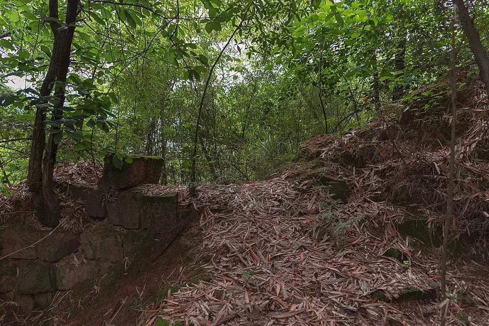 渝北枇杷正黄，冒冒失失穿越铁壁、胜保、斗碗三寨